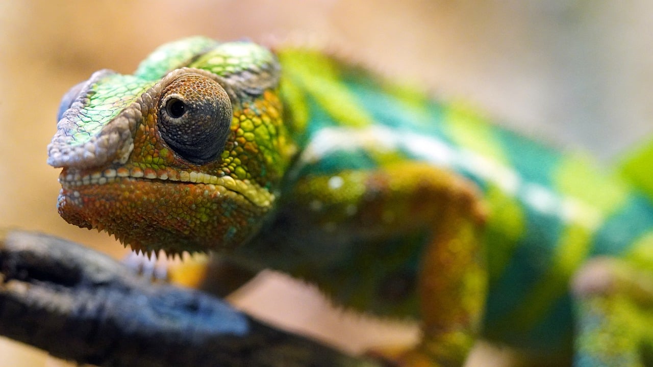 Biodiversity on the Edge: What Can We Do to Protect It?
